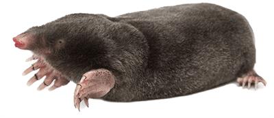 mole image